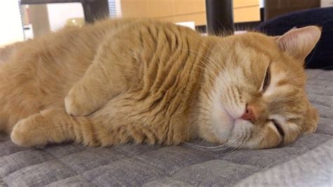 短足猫のいびきと寝顔がやばいけど可愛いw Cute Snoring And Sleeping Face Of A Cat Youtube