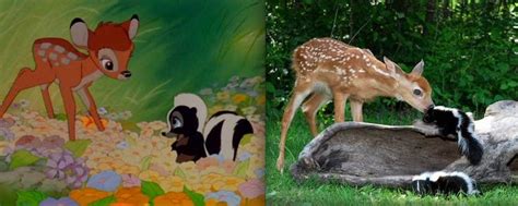 Pin By Bri Liu On Oohs And Awes Disney Animals Real Life Disney