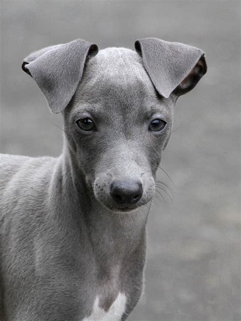 Everything About Your Italian Greyhound Luv My Dogs