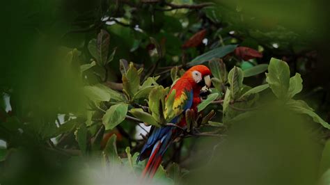 Scarlet Macaw Parrot Feeding Costa Rica Stock Footage Sbv 347614236