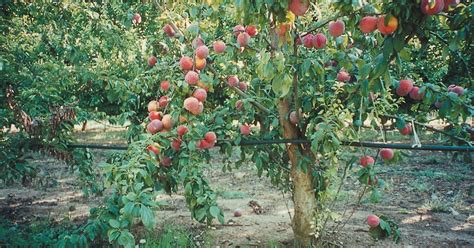 Water trees on sandy soils every 1 to 2 weeks, providing enough water so that it sinks 2 feet into the soil. Foliar Feeding Fruit Trees | Fruit Trees