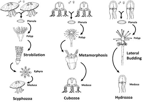 101 Main Life Cycle Patterns In Medusozoa Download Scientific Diagram