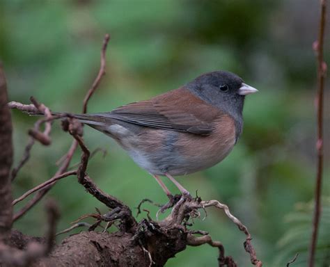 Dark Eyed Junco Slate Colored Race Wings Over Skagit