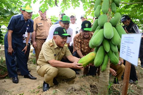Kopi yang premium dengan harga mampu minum. Gubri memanen buah pepaya didampingi Rektor UIR saat ...