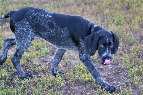 Hunting Dog Breed German Wirehaired Pointer Stock Photo Image Of