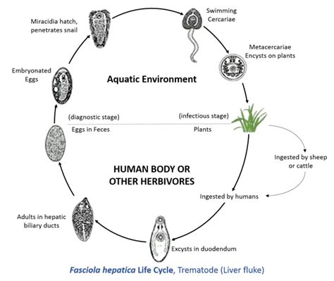 Maybe you would like to learn more about one of these? How to treat Liver Fluke in Sheep and Goats
