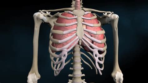 Anatomy Rib Cage With Organs Image Of The Vital Organs Arrangged In