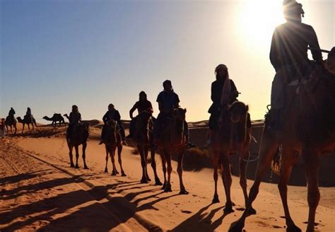 The male dromedary camel has an organ called a dulla in its throat, a large, inflatable sac he extrudes from his what does a camel look like? Dromedary Tour - Luxury Camp Chebbi - Merzouga