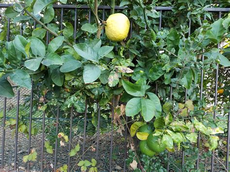 Self, but will set more fruit with a male pollinator. Forum: Can Cross Pollination Effect the Flavour of Citrus