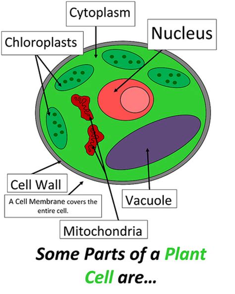 Plant Cell Project Ideas For Kids Biological Science Picture