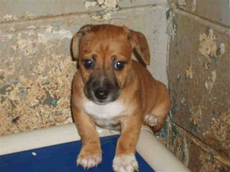 redwhite feist mix pups located  rutherfordton nc  saved