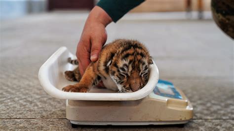 Nacen más de 30 cachorros de tigre siberiano en centro de cría en China