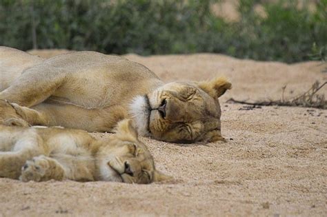 Lion Cubs Sleeping Wallpaper
