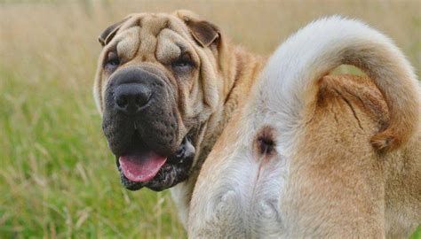 Shar Pei Características Carácter Y Cualquier Otra Cosa Sobre El