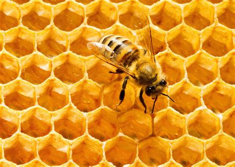 Bee Honeycomb Pattern