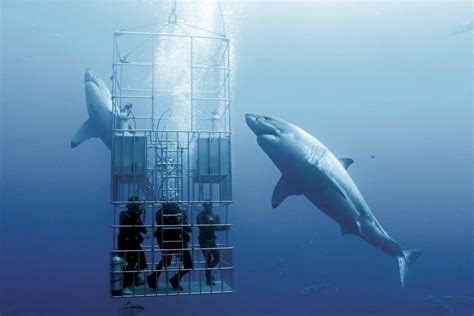 Why No Aquarium In The World Has A Great White Shark