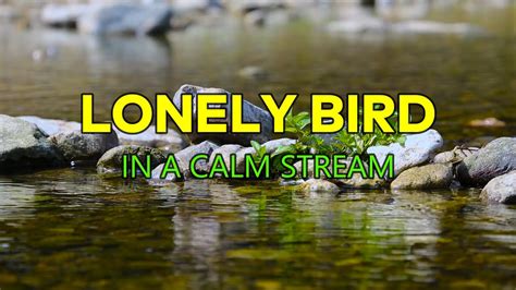 Soothing Sounds Of Birds Singing And A Stream Flowing Relaxing Nature