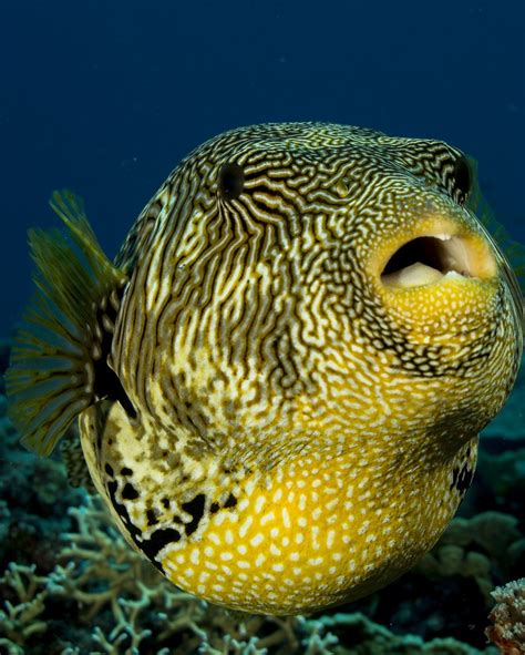 Picture Of A Puffer Fish About Wild Animals