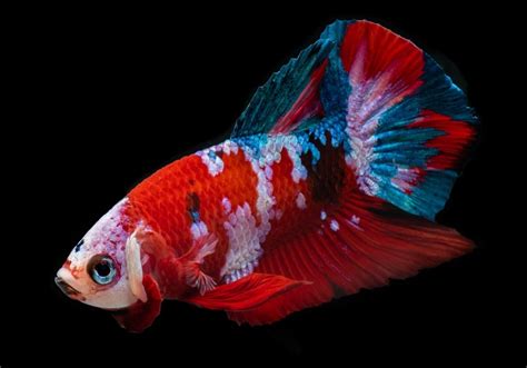 Ikan Cupang Karakteristik Dan Panduan Perawatan Ikanpedia