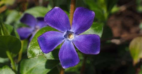 Periwinkle Flower Meaning Symbolism And Colors