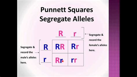And that is what a punnett square does. Bio-Lect!: Punnett Squares P, F1, & F2 generations - YouTube