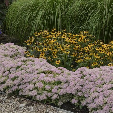 Rock N Grow Pure Joy Stonecrop Sedum Hybrid Plants Planting