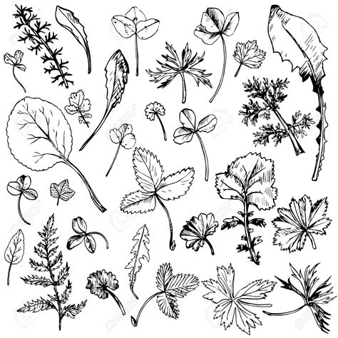 Drawing leaves easily using simple shapes jspcreate. Line Drawing Of A Leaf at GetDrawings | Free download