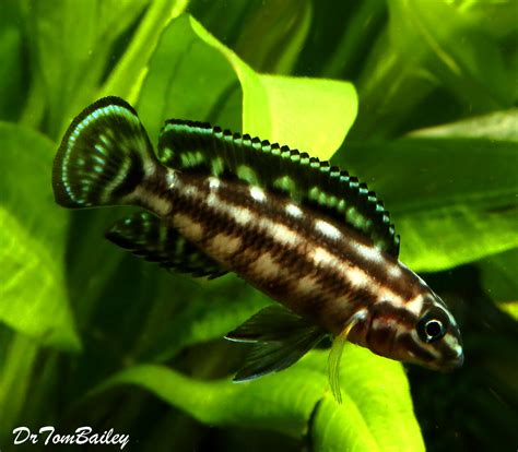 Premium Lake Tanganyika Plaid Juli Cichlid Julidochromis Marlieri