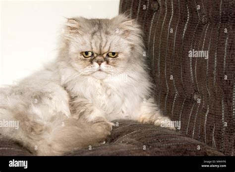 Old Persian Cat Lying On An Armchair Hi Res Stock Photography And