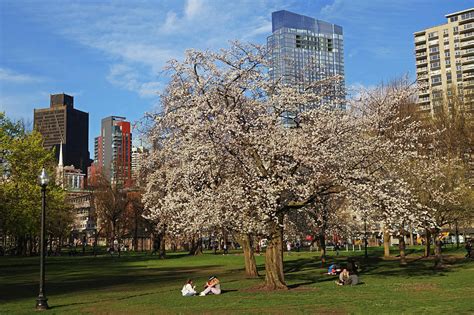 Springtime On Boston Common Boston Ma Millennium Tower Photograph By