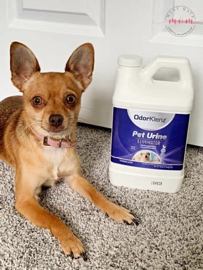 Check spelling or type a new query. Best Pet Urine Remover: How to get Rid of Pee Smell From ...