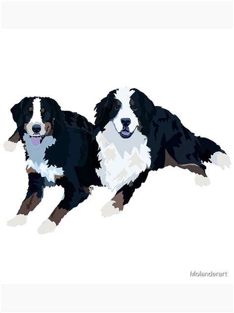 Bernese Mountain Dogs Art Print For Sale By Molanderart Redbubble
