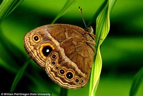 Eye Knew It Markings On Butterfly Wings Really Do Mimic A Predators