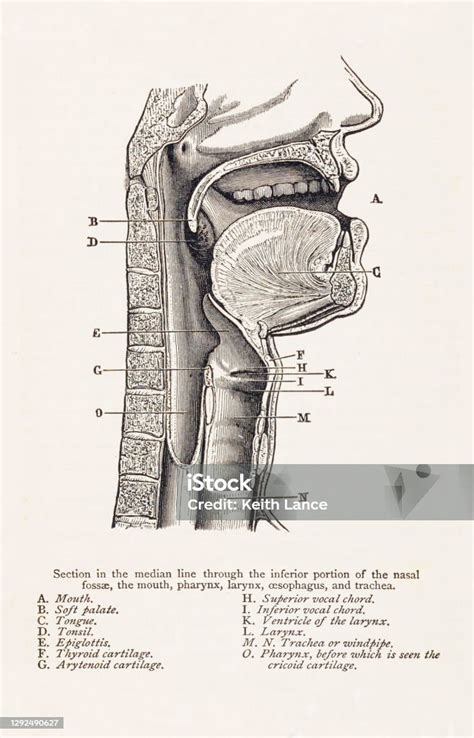 Ilustración De Ilustración Biomédica Anatomía De La Bocagarganta Y Más