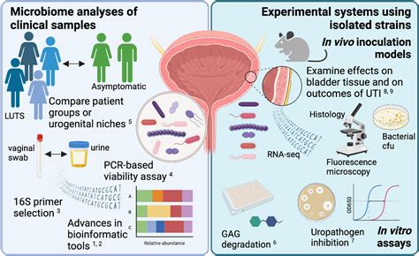 Frontiers Editorial The Urogenital Microbiota In Urinary Tract Diseases
