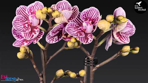 See more ideas about phalaenopsis orchid, orchids, phalaenopsis. Phalaenopsis Little Kolibri Orchid Belgium - YouTube