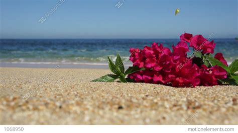 Tropical Beach Flowers Stock Video Footage 1068950
