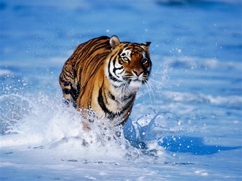 Tiger In Water Wallpapers Hd Wallpapers Id 472