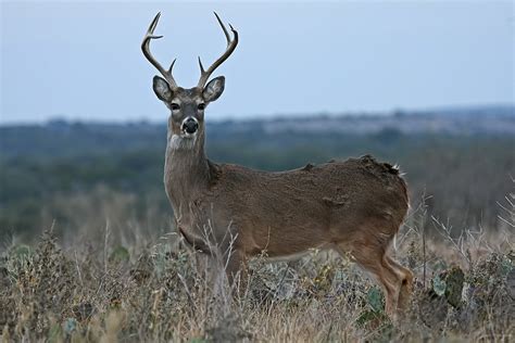 Whitetail Deer Brady Tx Area Post Rut Hill Country Buc Flickr