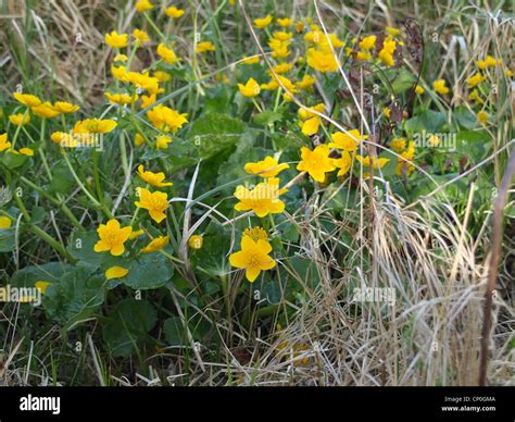 Kingcup Marsh Marigold Caltha Palustris Sumpfdotterblume Stock