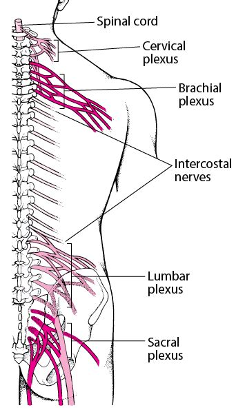Plexus Disorders Brain Spinal Cord And Nerve Disorders Msd Manual
