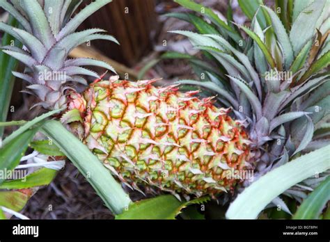 Pineapple Plant With A Pineapple Bloom Ready To Be Harvested Stock