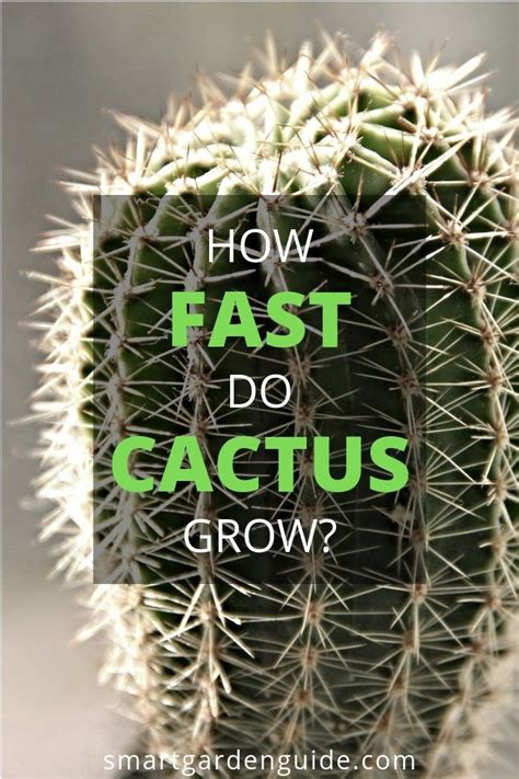 Cactus care tips and how to grow cactus at smartgardenguide.com