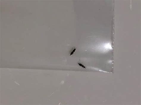 Small Black Gnat Like Insect Bug With 6 Legs Wings And 3 Body Parts And