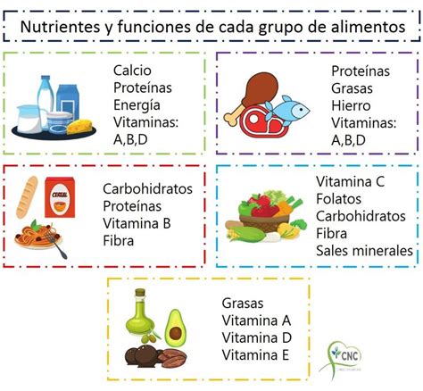 Nutrientes Y Funciones De Cada Grupo De Alimentos Grupos De Alimentos