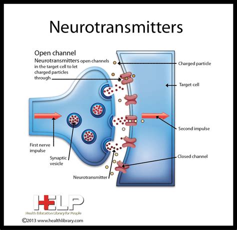 Neurotransmitters Medical Anatomy Medical Science Physiology