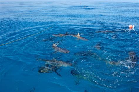 X Ray Mag Us East Coast Shark Populations Improving