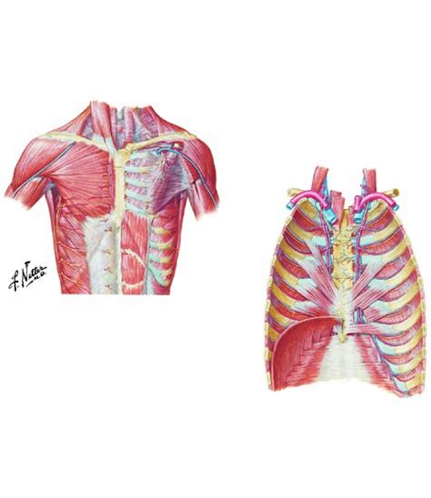 Muscles Of The Thorax