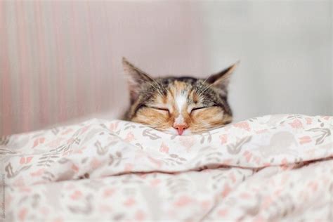 Find out more about the cat behavior of sleeping on or near an owner's head. Retail Of Sleeping Cat's Head Peering Out Of Pink Duvet On ...