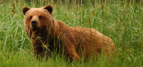 Brown Bears Nature Pbs